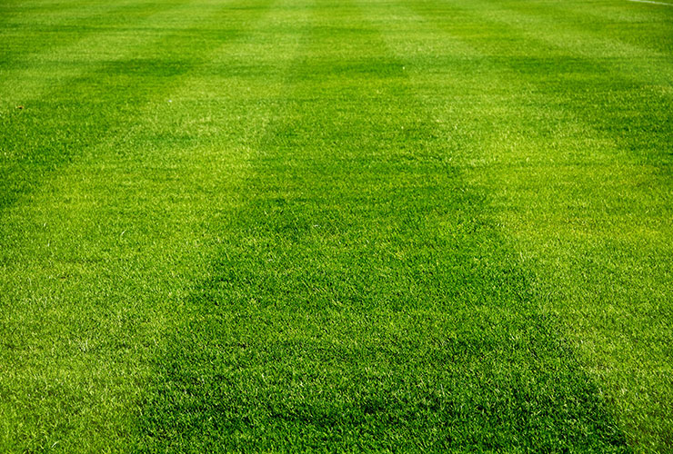 Lawn Mowing